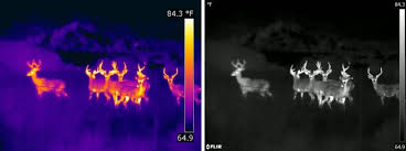 thermal imaging