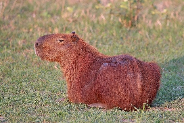 Capybara_(Hydrochoerus_hydrochaeris)